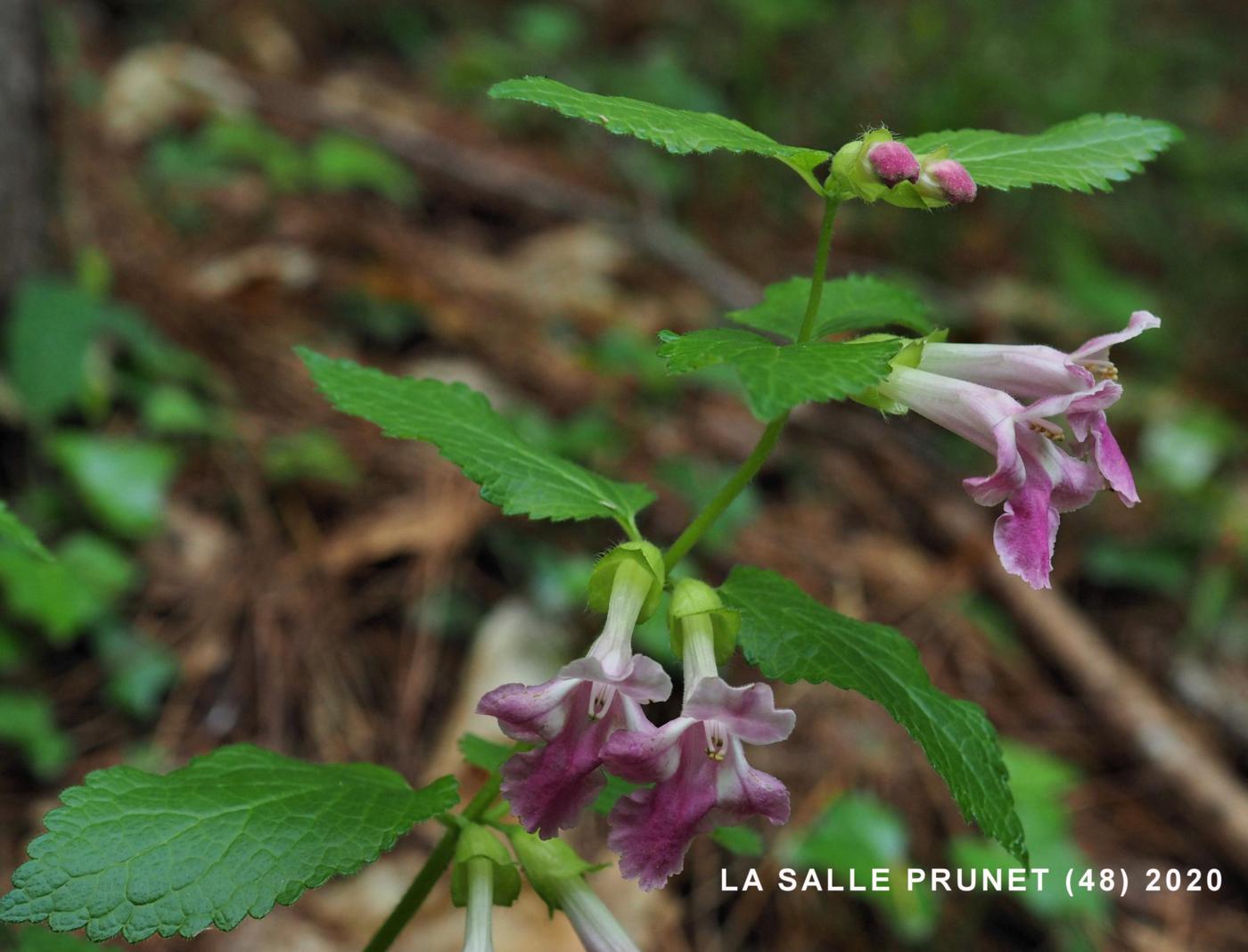 Bastard Balm flower